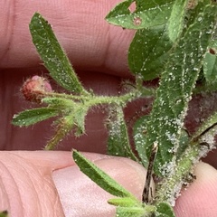 Hermannia glanduligera