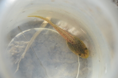 Boana pulchella