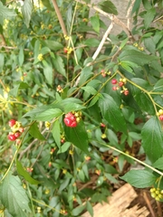 Varronia polycephala