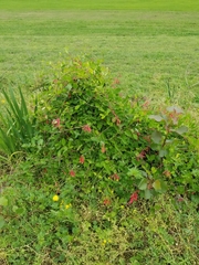 Lonicera sempervirens