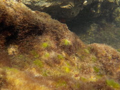 Parablennius incognitus