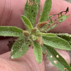 Hermannia glanduligera