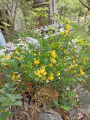 Hippocrepis emerus emerus