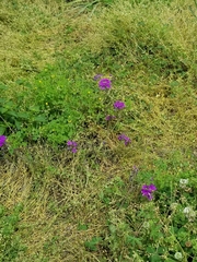 Consolida orientalis