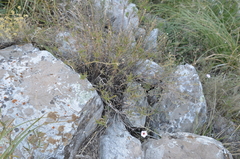 Pavonia cymbalaria