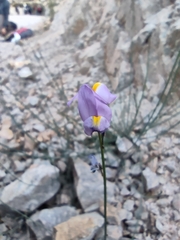 Linaria clementei