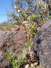 Anacampseros filamentosa