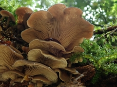 Rhizocybe
