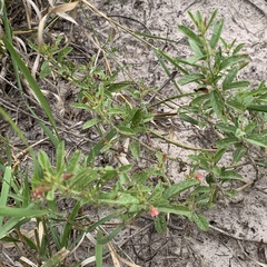 Hermannia glanduligera