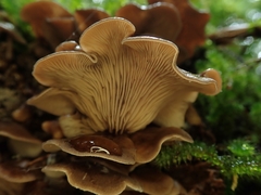 Rhizocybe