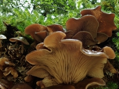 Rhizocybe
