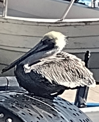 Pelecanus occidentalis