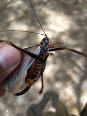Pterophylla beltrani