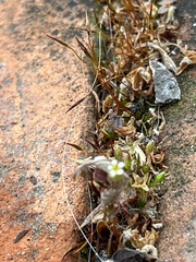 Saxifraga tridactylites