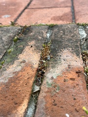 Saxifraga tridactylites