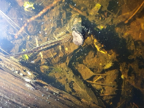 Teichmolch