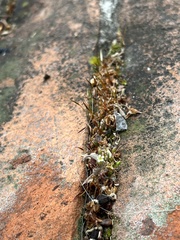 Saxifraga tridactylites