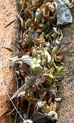 Saxifraga tridactylites