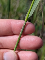 Bromus laevipes