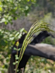 Bromus laevipes