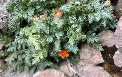 Caiophora rosulata rosulata