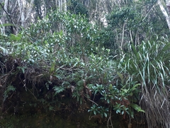 Brachyglottis kirkii