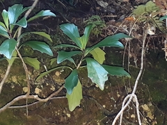 Brachyglottis kirkii