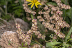 Rumex tuberosus creticus