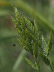 Bromus hordeaceus molliformis