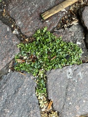 Polycarpon tetraphyllum