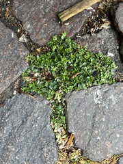 Polycarpon tetraphyllum