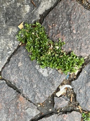 Polycarpon tetraphyllum