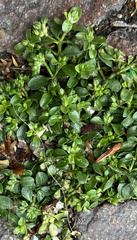 Polycarpon tetraphyllum
