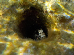 Lipophrys trigloides