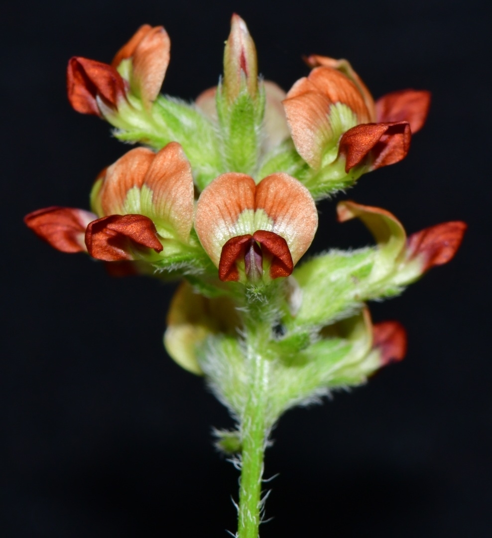 Pediomelum rhombifolium