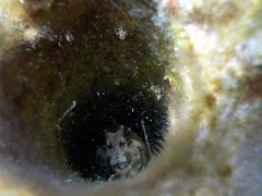 Lipophrys trigloides