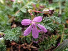 Erodium cicutarium