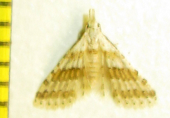 Alucitidae