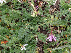 Erodium cicutarium