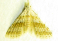 Alucitidae