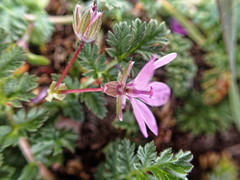 Erodium cicutarium