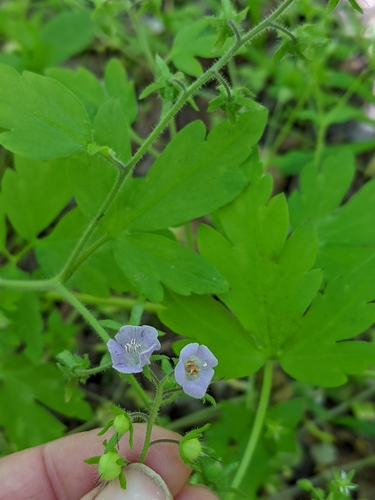 Fernleaf phacelia (Phacelia bipinnatifida)