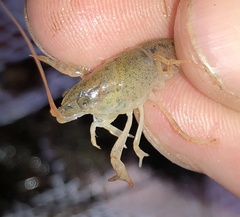 Procambarus kensleyi