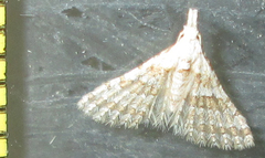 Alucitidae