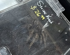 Aphonopelma seemanni