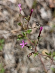 Allophyllum divaricatum