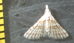 Alucitidae