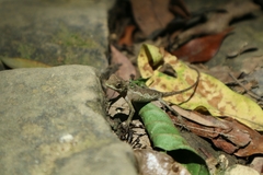 Diploderma polygonatum xanthostomum