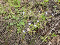 Veronica ceratocarpa