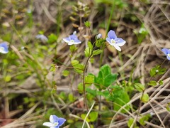 Veronica ceratocarpa